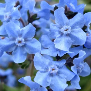 Firmament Chinese Forget Me Not Seeds