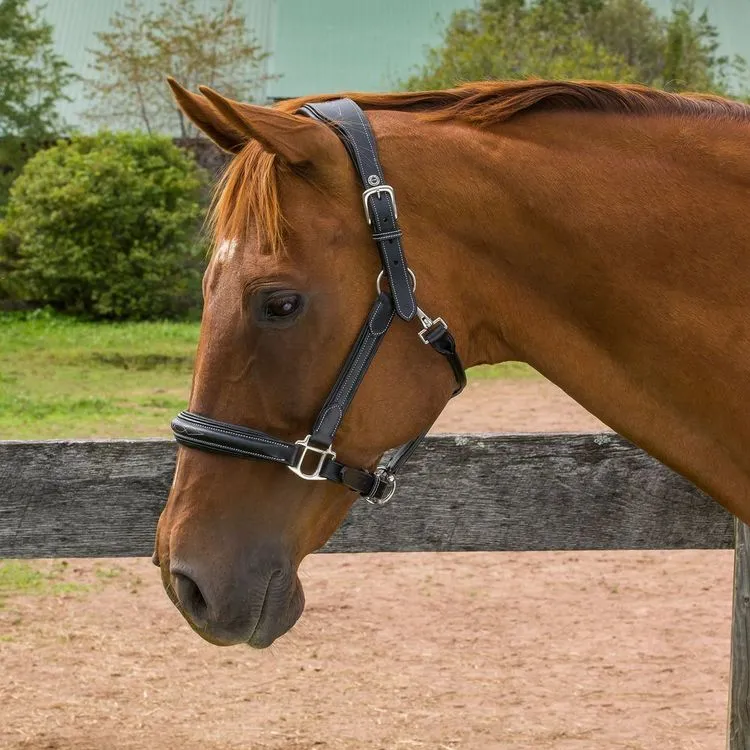 HDR Pro Stress Free Fancy Stitched Padded Halter   FREE Custom Name Tag