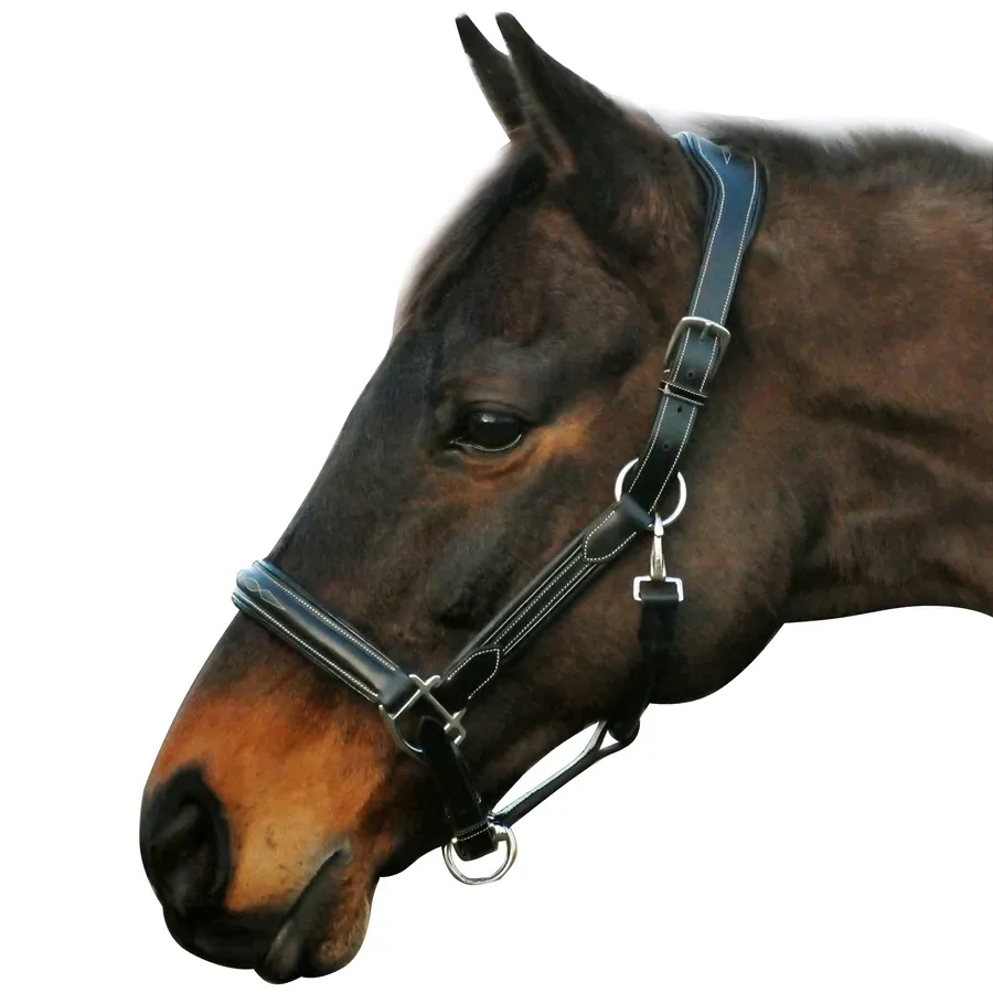 HDR Pro Stress Free Fancy Stitched Padded Halter   FREE Custom Name Tag
