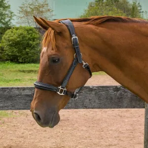 HDR Pro Stress Free Fancy Stitched Padded Halter   FREE Custom Name Tag