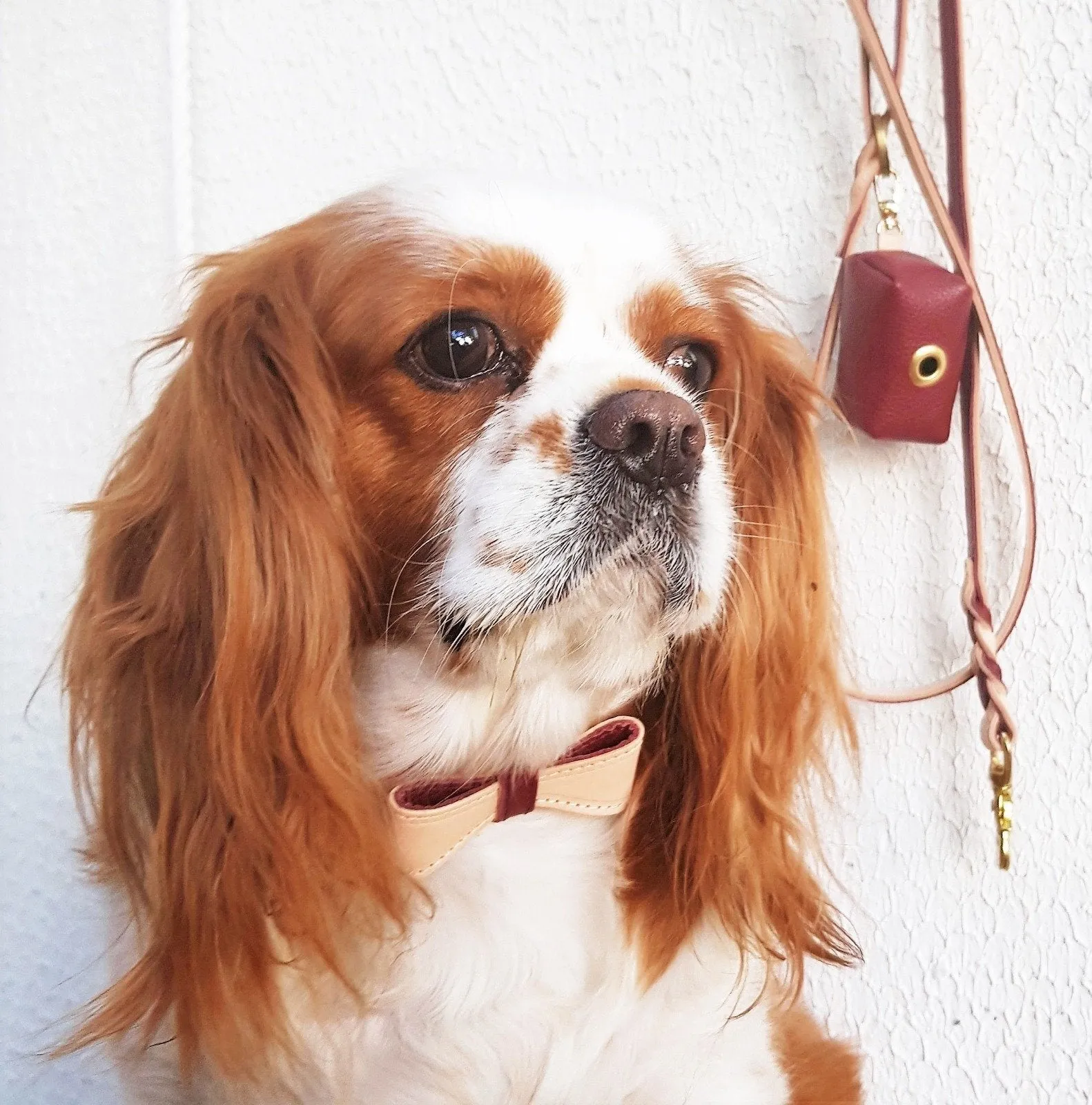 LEASH - LUSCIOUS BOW