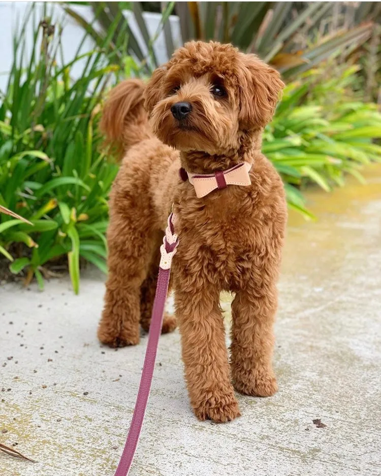 LEASH - LUSCIOUS BOW