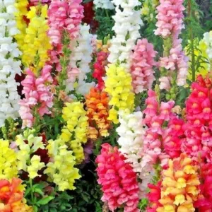 Maximum Mix Snapdragon Seeds