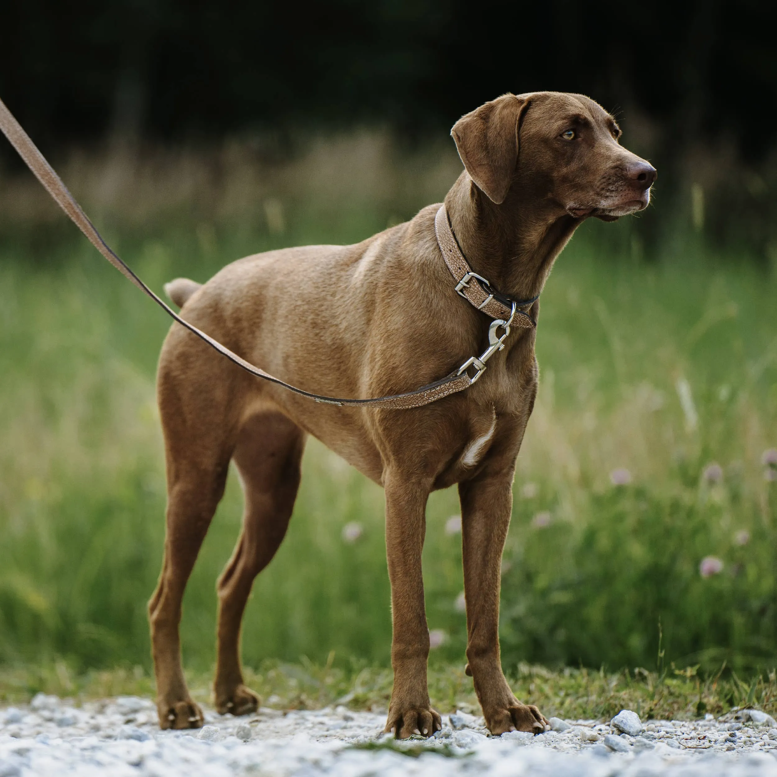 Mighty Paw - Leather Dog Collar - Distressed