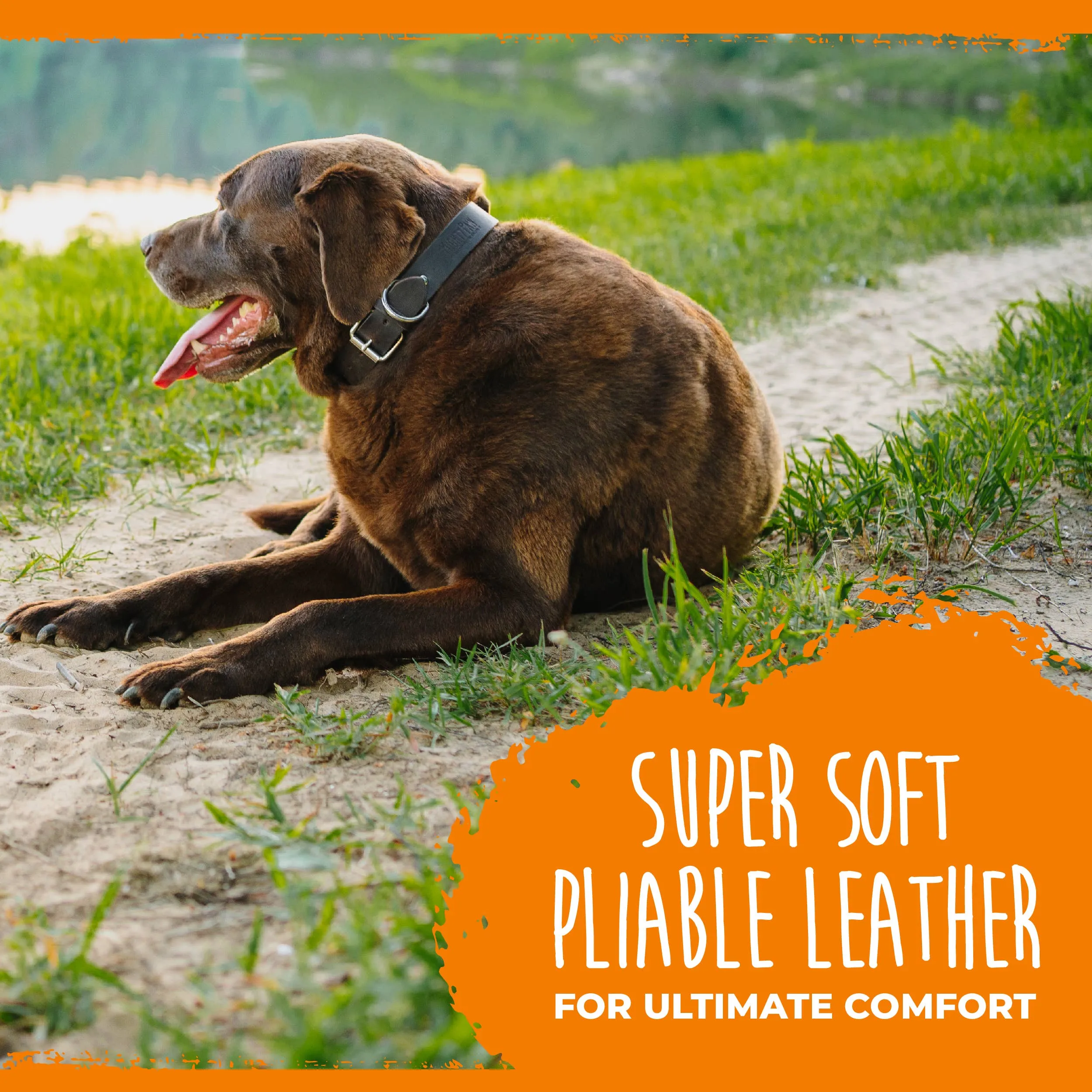 Mighty Paw - Leather Dog Collar - Distressed