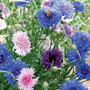 Mixed Colours Bachelors Button Seeds