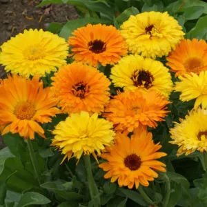 Pacific Beauty Calendula Seeds