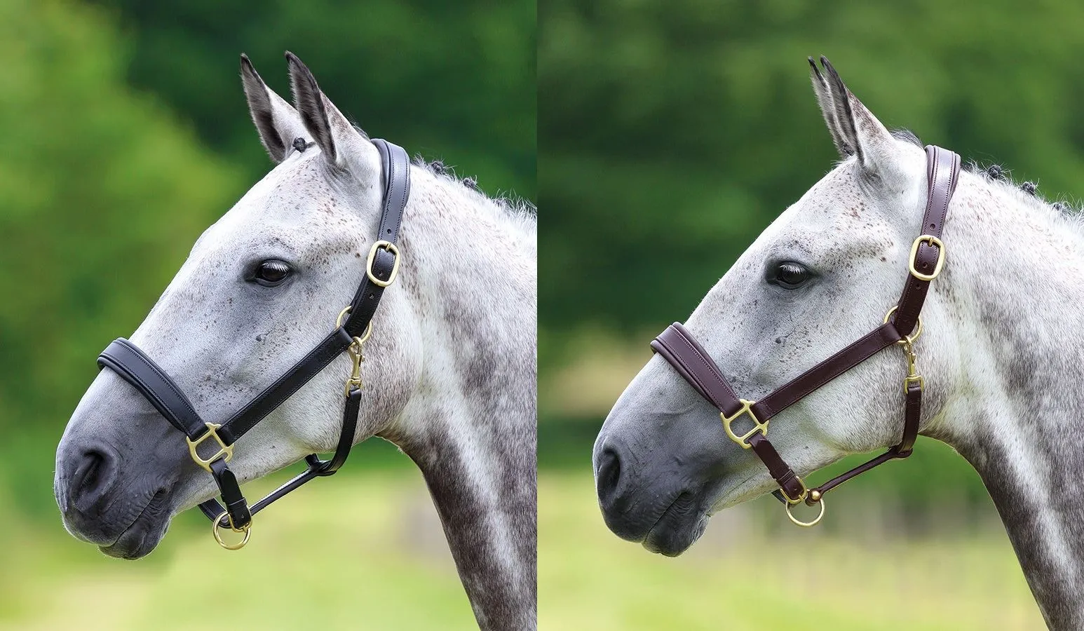 Shires Velociti GARA Leather Travel Headcollar