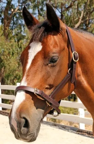 Showcraft Leather Halter